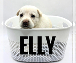 Puppy Elly German Shepherd Dog