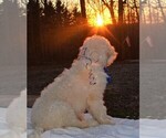 Small Photo #8 Goldendoodle Puppy For Sale in TIMBERLAKE, NC, USA