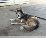 Small #2 Collie Mix
