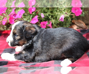 Bernedoodle (Miniature) Puppy for sale in BLOOMINGTON, IN, USA