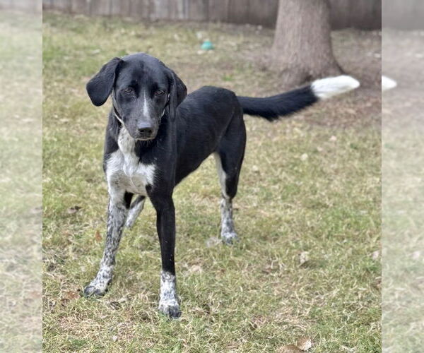 Medium Photo #3 Labrador Retriever Puppy For Sale in Great Bend, KS, USA