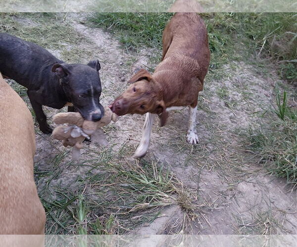 Medium Photo #3 American Pit Bull Terrier-Unknown Mix Puppy For Sale in Oakhurst, NJ, USA
