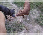 Small #2 American Pit Bull Terrier Mix