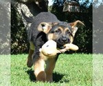 Small Photo #15 German Shepherd Dog Puppy For Sale in MURRIETA, CA, USA