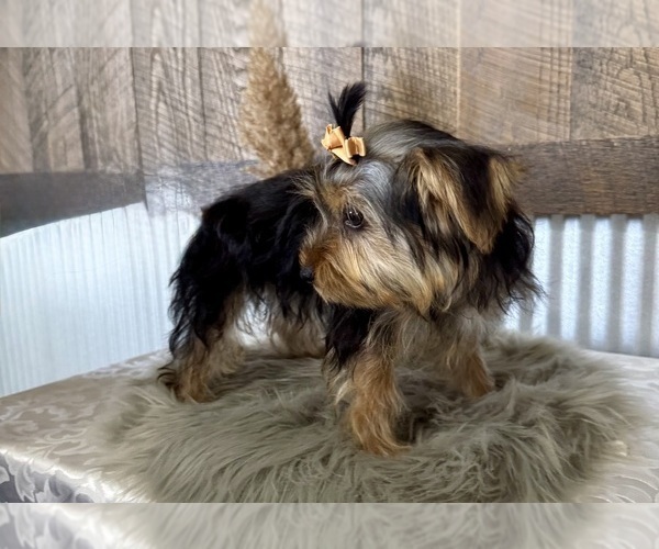 Medium Photo #5 Yorkshire Terrier Puppy For Sale in NAPPANEE, IN, USA