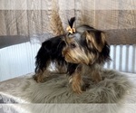 Small #4 Yorkshire Terrier