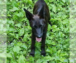 Small #4 Airedale Terrier Mix