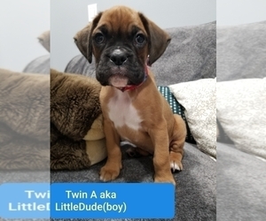 Boxer Puppy for Sale in LAKE ZURICH, Illinois USA