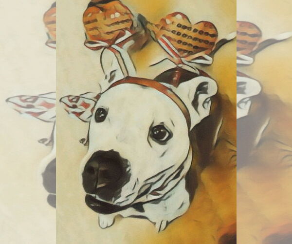 Medium Photo #15 American Pit Bull Terrier-Unknown Mix Puppy For Sale in Virginia Beach, VA, USA