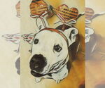 Small #14 American Pit Bull Terrier Mix