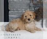 Small #2 Poodle (Miniature)