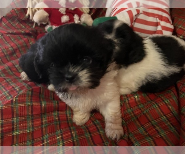 Medium Photo #3 Shih Tzu Puppy For Sale in GULFPORT, MS, USA