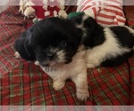 Small Photo #3 Shih Tzu Puppy For Sale in GULFPORT, MS, USA