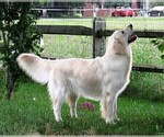 Small Photo #18 English Cream Golden Retriever Puppy For Sale in NORTHWOOD, OH, USA