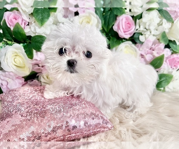 Medium Photo #2 Maltese Puppy For Sale in HAYWARD, CA, USA
