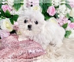 Small #1 Maltese