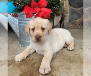 Labrador Retriever Puppy for sale in GORDONVILLE, PA, USA