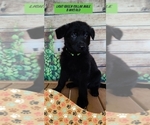 Small Photo #3 German Shepherd Dog Puppy For Sale in CLERMONT, FL, USA