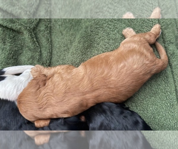 Medium Photo #18 Cavapoo (Miniature) Puppy For Sale in SAINT FRANCIS, MN, USA