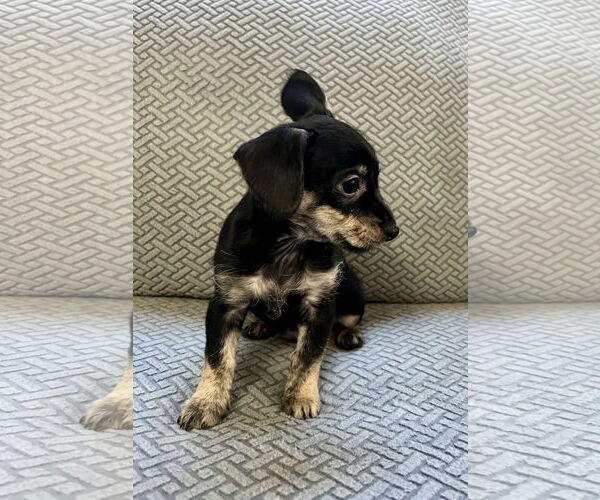 Medium Photo #3 Mutt Puppy For Sale in Plainfield, IL, USA