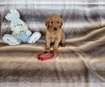 Small #17 Golden Retriever