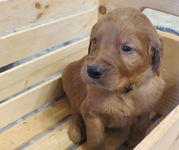 Full screen Photo #1 Golden Irish Puppy For Sale in FAIRVIEW, KS, USA