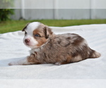 Small #5 Miniature Australian Shepherd