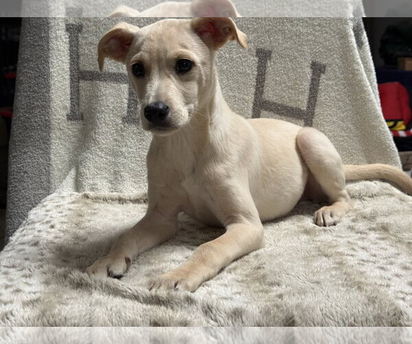 Medium Photo #3 Labrador Retriever-Unknown Mix Puppy For Sale in Oakhurst, NJ, USA