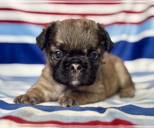 French Bulldog Puppy for sale in NEWTON, NJ, USA