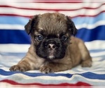 Image preview for Ad Listing. Nickname: Bently