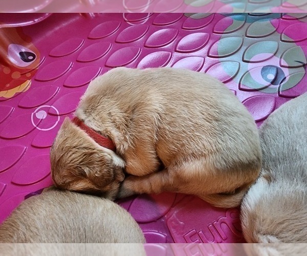 Medium Photo #3 Golden Retriever Puppy For Sale in CLARKSTON, MI, USA