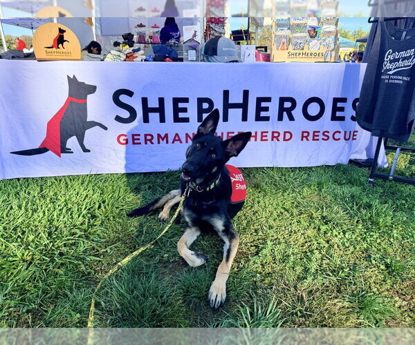 Medium Photo #2 German Shepherd Dog Puppy For Sale in West Sacramento, CA, USA