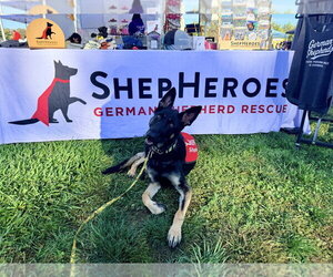 Otti - Female German Shepherd Dog Dog for Adoption - Photo #2