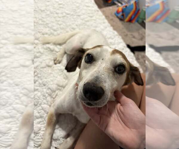 Medium Photo #2 Beagle-Unknown Mix Puppy For Sale in Minneapolis, MN, USA