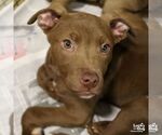Small #1 Labrador Retriever Mix