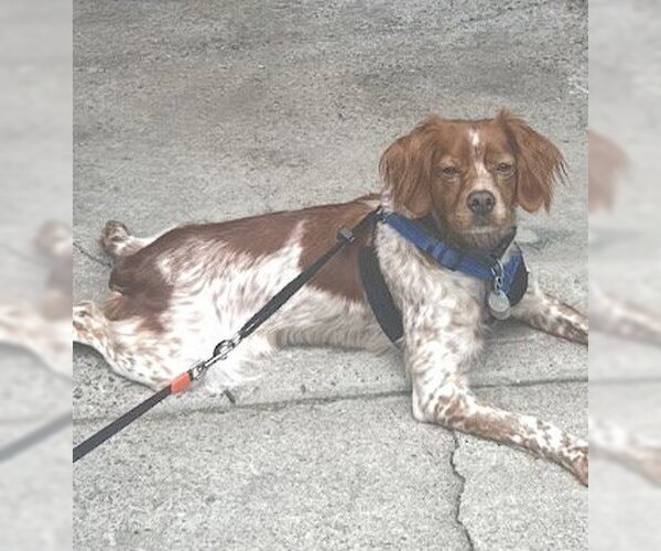 Medium Photo #4 - Mix Puppy For Sale in Curwensville, PA, USA