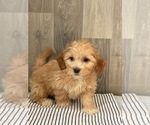 Small Photo #3 ShihPoo Puppy For Sale in SENECA FALLS, NY, USA