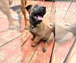 Puppy yellow Belgian Malinois