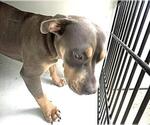 Small Doberman Pinscher Mix