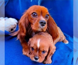 Mother of the Cavalier King Charles Spaniel puppies born on 04/08/2022