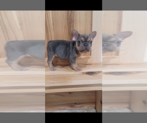 French Bulldog Puppy for sale in INDIANAPOLIS, IN, USA