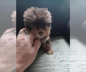 Yorkshire Terrier Puppy for sale in COLTON, NY, USA