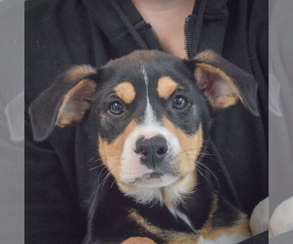 Medium Photo #2 Border Collie-Unknown Mix Puppy For Sale in Huntley, IL, USA