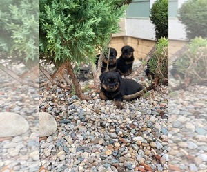 Rottweiler Puppy for sale in ADRIAN, MI, USA