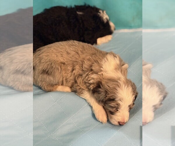 Medium Photo #7 Aussie-Poo Puppy For Sale in TOPEKA, KS, USA