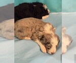 Small #6 Aussie-Poo