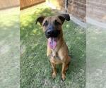 Small #1 German Shepherd Dog Mix