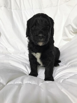 Medium Photo #1 Goldendoodle Puppy For Sale in APPOMATTOX, VA, USA