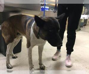 Akita-Unknown Mix Dogs for adoption in Riverside, CA, USA
