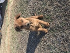Small Photo #1 Boxer-German Shepherd Dog Mix Puppy For Sale in HILLSBOROUGH, NC, USA